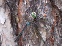 Anax parthenope, Kleine Königslibelle