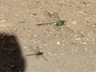 Anax imperator, Große Königslibelle