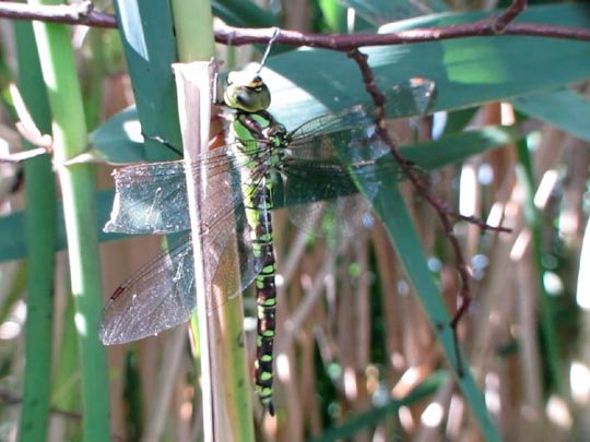 Blaugrüne Mosaikjungfer, Aeshna cyanea