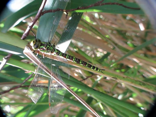 Blaugrüne Mosaikjungfer, Aeshna cyanea