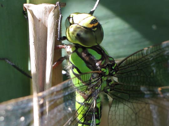 Blaugrüne Mosaikjungfer, Aeshna cyanea