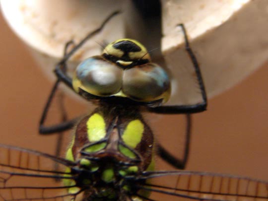 Blaugrüne Mosaikjungfer, Aeshna cyanea