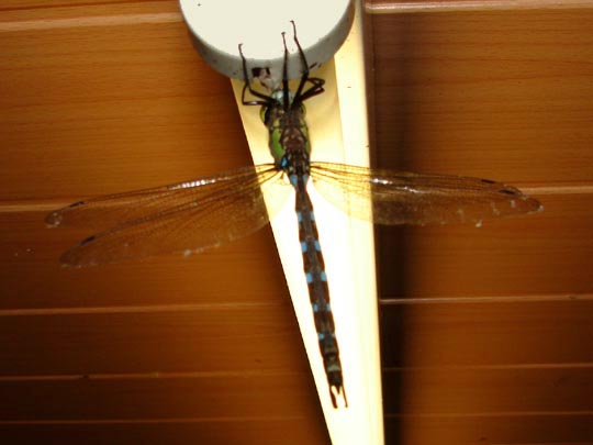 Blaugrüne Mosaikjungfer, Aeshna cyanea