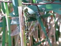 Blaugrüne Mosaikjungfer, Aeshna cyanea