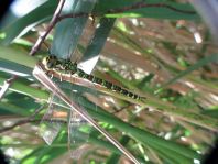 Blaugrüne Mosaikjungfer, Aeshna cyanea
