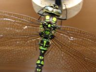 Blaugrüne Mosaikjungfer, Aeshna cyanea