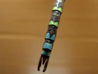 Blaugrüne Mosaikjungfer, Aeshna cyanea