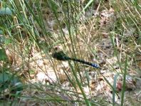 Blaugrüne Mosaikjungfer, Aeshna cyanea