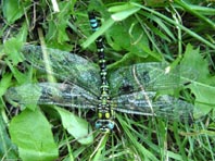 Blaugrüne Mosaikjungfer, Aeshna cyanea