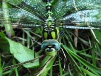 Blaugrüne Mosaikjungfer, Aeshna cyanea