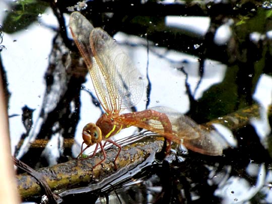 Aeshna grandis, Braune Mosaikjungfer