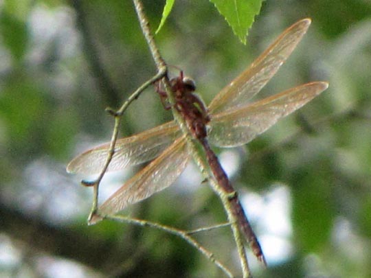 Aeshna grandis, Braune Mosaikjungfer