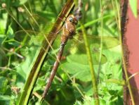 Aeshna grandis, Braune Mosaikjungfer