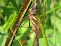 Aeshna grandis, Braune Mosaikjungfer