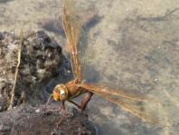 Aeshna grandis, Braune Mosaikjungfer