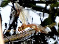 Aeshna grandis, Braune Mosaikjungfer