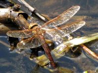 Aeshna grandis, Braune Mosaikjungfer