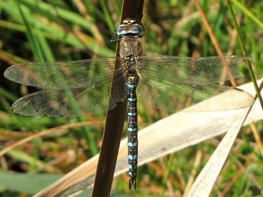 Aeshna mixta, Herbst-Mosaikjungfer