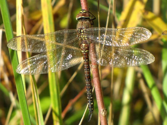 Aeshna mixta, Herbst-Mosaikjungfer