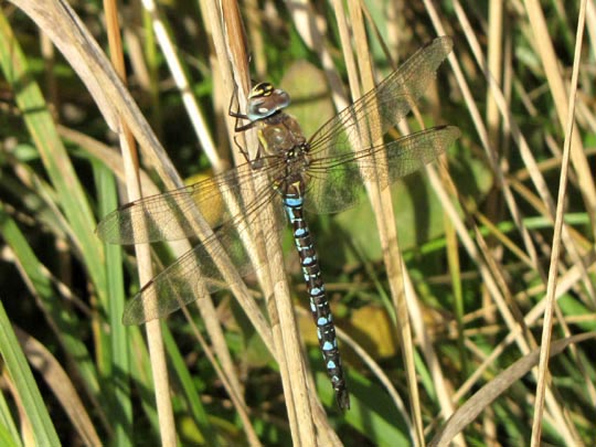Aeshna mixta, Herbst-Mosaikjungfer