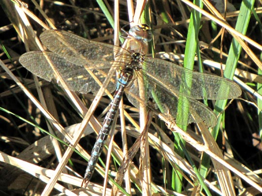 Aeshna mixta, Herbst-Mosaikjungfer