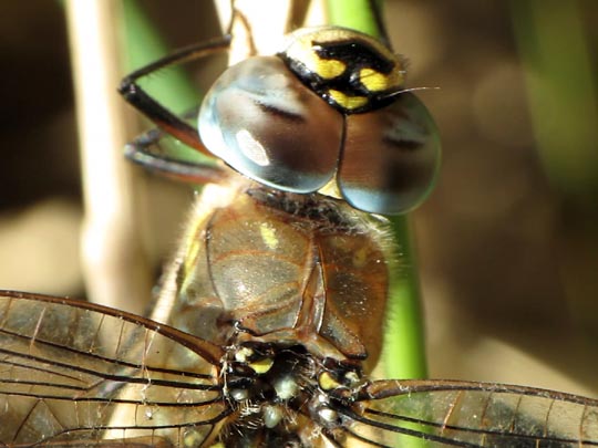 Aeshna mixta, Herbst-Mosaikjungfer