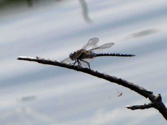 Aeshna mixta, Herbst-Mosaikjungfer