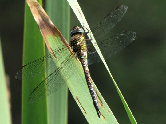 Aeshna mixta, Herbst-Mosaikjungfer