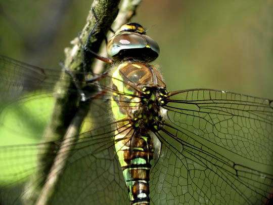 Aeshna mixta, Herbst-Mosaikjungfer