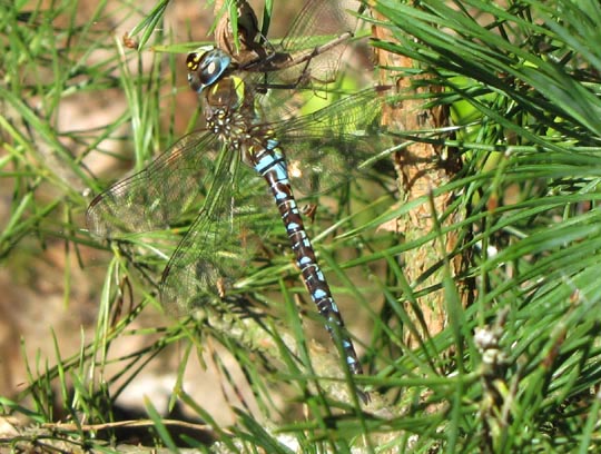 Aeshna mixta, Herbst-Mosaikjungfer