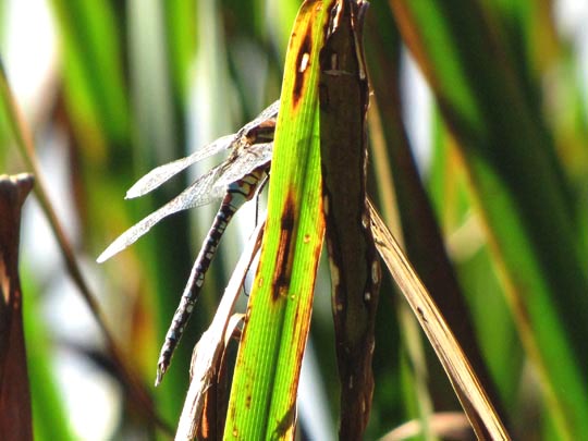 Aeshna mixta, Herbst-Mosaikjungfer