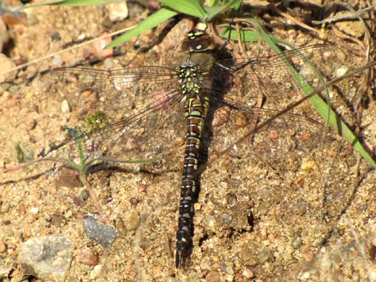 Aeshna mixta, Herbst-Mosaikjungfer