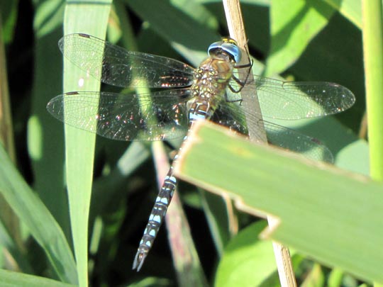 Aeshna mixta, Herbst-Mosaikjungfer