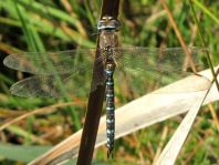 Aeshna mixta, Herbst-Mosaikjungfer