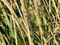 Aeshna mixta, Herbst-Mosaikjungfer
