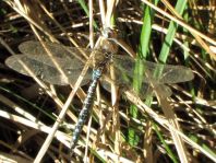Aeshna mixta, Herbst-Mosaikjungfer