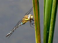 Aeshna mixta, Herbst-Mosaikjungfer