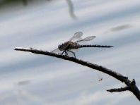 Aeshna mixta, Herbst-Mosaikjungfer