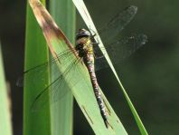 Aeshna mixta, Herbst-Mosaikjungfer