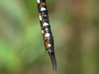 Aeshna mixta, Herbst-Mosaikjungfer