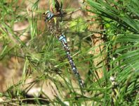 Aeshna mixta, Herbst-Mosaikjungfer