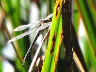 Aeshna mixta, Herbst-Mosaikjungfer