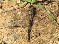 Aeshna mixta, Herbst-Mosaikjungfer