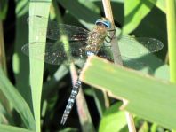 Aeshna mixta, Herbst-Mosaikjungfer
