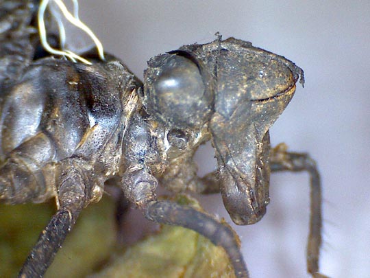 Exuvie von Somatochlora metallica, Glänzende Smaragdlibelle