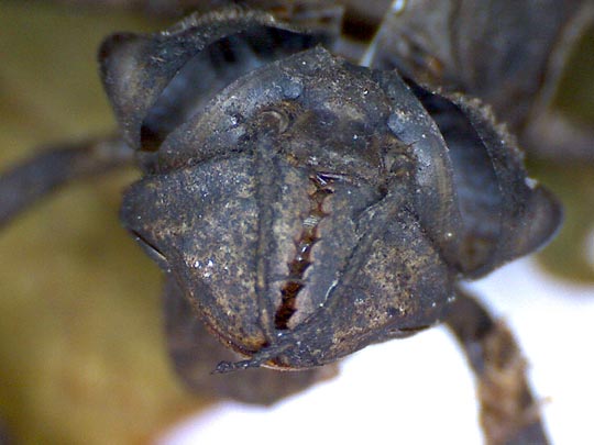 Exuvie von Somatochlora metallica, Glänzende Smaragdlibelle