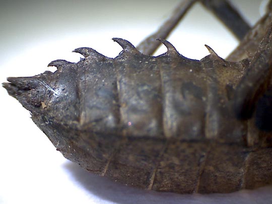 Exuvie von Somatochlora metallica, Glänzende Smaragdlibelle