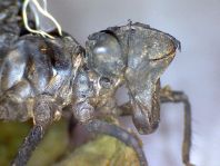 Exuvie von Somatochlora metallica, Glänzende Smaragdlibelle