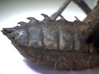 Exuvie von Somatochlora metallica, Glänzende Smaragdlibelle
