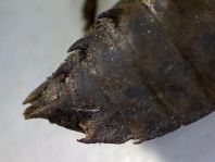 Exuvie von Somatochlora metallica, Glänzende Smaragdlibelle